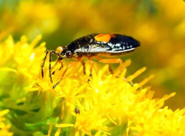 Minute Pirate Bug Garden Benefits & How to Attract Them
