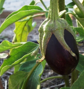 87 Plants You Can Grow in Full Sun