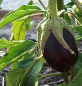 87 Plants You Can Grow in Full Sun