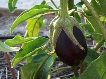 87 Plants You Can Grow in Full Sun