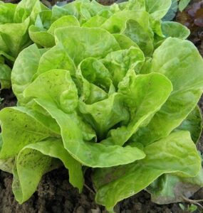 65 Plants You Can Grow in Clay Soil