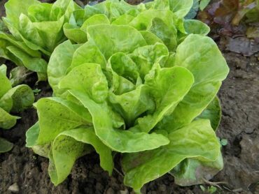 65 Plants You Can Grow in Clay Soil