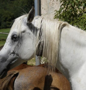 15 Natural Ways to Get Rid of Horse Flies