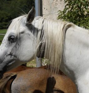 15 Natural Ways to Get Rid of Horse Flies