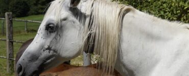 15 Natural Ways to Get Rid of Horse Flies
