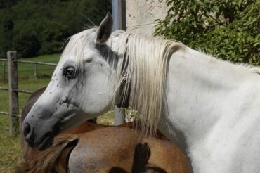 15 Natural Ways to Get Rid of Horse Flies