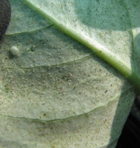 Natural Ways to Get Rid of Spider Mites on Plants