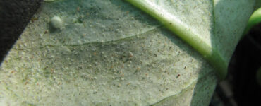 Natural Ways to Get Rid of Spider Mites on Plants