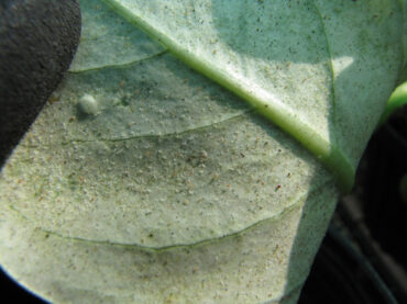 Natural Ways to Get Rid of Spider Mites on Plants