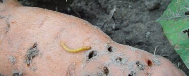 13 Natural Ways to Get Rid of Wireworms