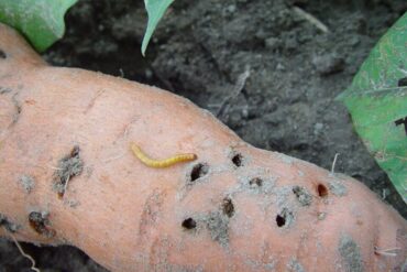 13 Natural Ways to Get Rid of Wireworms