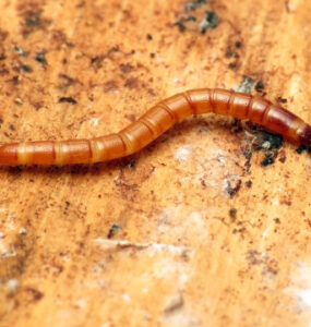 13 Natural Ways to Get Rid of Wireworms
