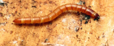 13 Natural Ways to Get Rid of Wireworms