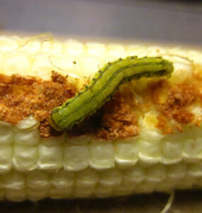 10 Natural Ways to Get Rid of Corn Earworms