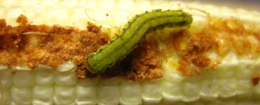 10 Natural Ways to Get Rid of Corn Earworms