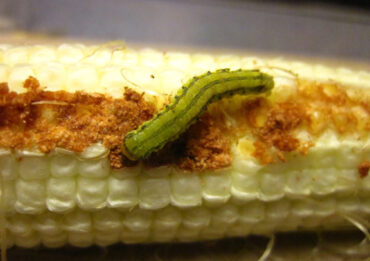10 Natural Ways to Get Rid of Corn Earworms