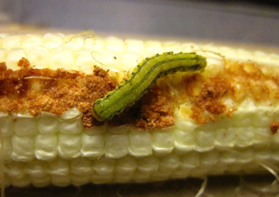 10 Natural Ways to Get Rid of Corn Earworms