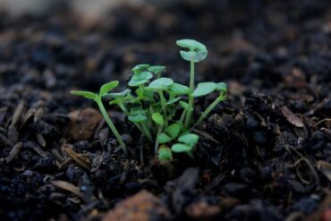 11 Natural Ways to Make Soil More Acidic for Plants