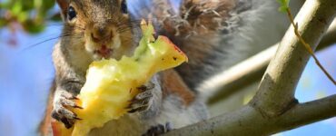 23 Natural Ways to Get Rid of Squirrels in Yard & Garden