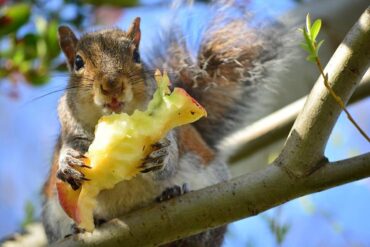 23 Natural Ways to Get Rid of Squirrels in Yard & Garden