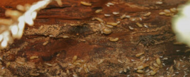 17 Natural Ways to Get Rid of Termites