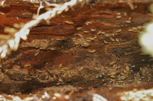 17 Natural Ways to Get Rid of Termites