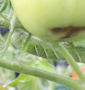 17 Natural Ways to Get Rid of Tomato Hornworms