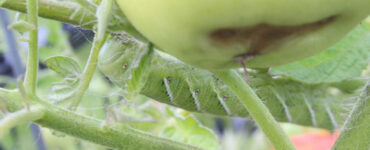 17 Natural Ways to Get Rid of Tomato Hornworms