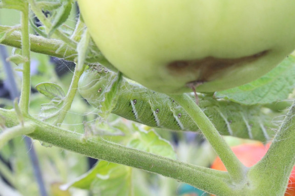17 Natural Ways to Get Rid of Tomato Hornworms