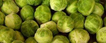 Good and Bad Brussels Sprouts Companion Plants