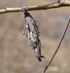 Natural Ways to Get Rid of Bagworms