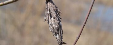 Natural Ways to Get Rid of Bagworms