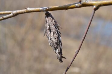 Natural Ways to Get Rid of Bagworms