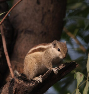 17 Natural Ways to Get Rid of Chipmunks
