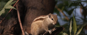 17 Natural Ways to Get Rid of Chipmunks