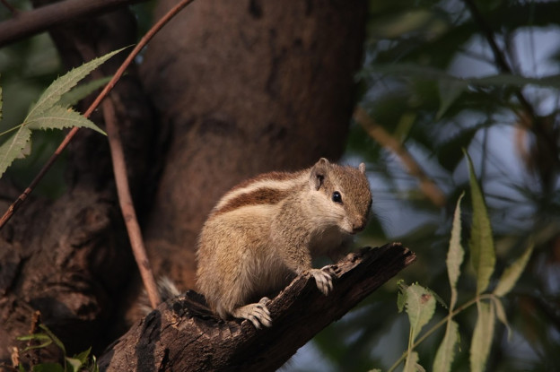 17 Natural Ways to Get Rid of Chipmunks