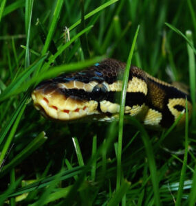16 Natural Ways to Get Rid of Snakes in Yard & Garden
