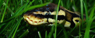 16 Natural Ways to Get Rid of Snakes in Yard & Garden