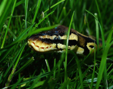 16 Natural Ways to Get Rid of Snakes in Yard & Garden