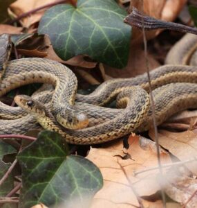 16 Natural Ways to Get Rid of Snakes in Yard & Garden