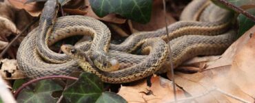 16 Natural Ways to Get Rid of Snakes in Yard & Garden