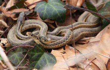 16 Natural Ways to Get Rid of Snakes in Yard & Garden