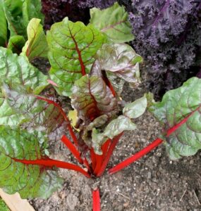 Good and Bad Swiss Chard Companion Plants