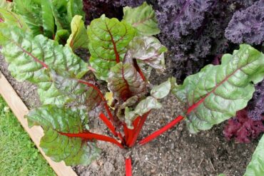 Good and Bad Swiss Chard Companion Plants