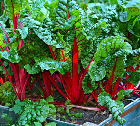 Good and Bad Swiss Chard Companion Plants