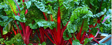 Good and Bad Swiss Chard Companion Plants