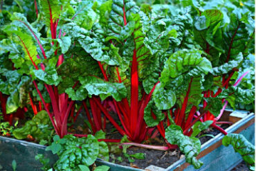 Good and Bad Swiss Chard Companion Plants