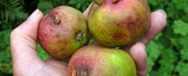 16 Natural Ways to Get Rid of Codling Moths