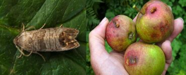 16 Natural Ways to Get Rid of Codling Moths