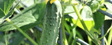 How to Grow Cucumbers at Home (From Seeds and Seedlings)